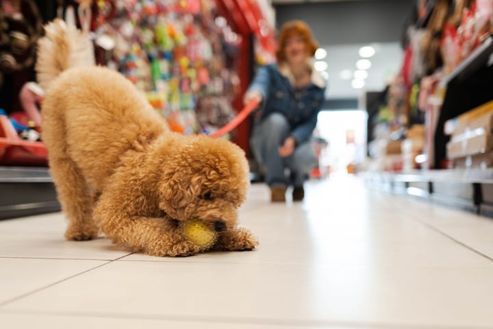 15 Top Trending Pet Products for Dropshipping in 2026